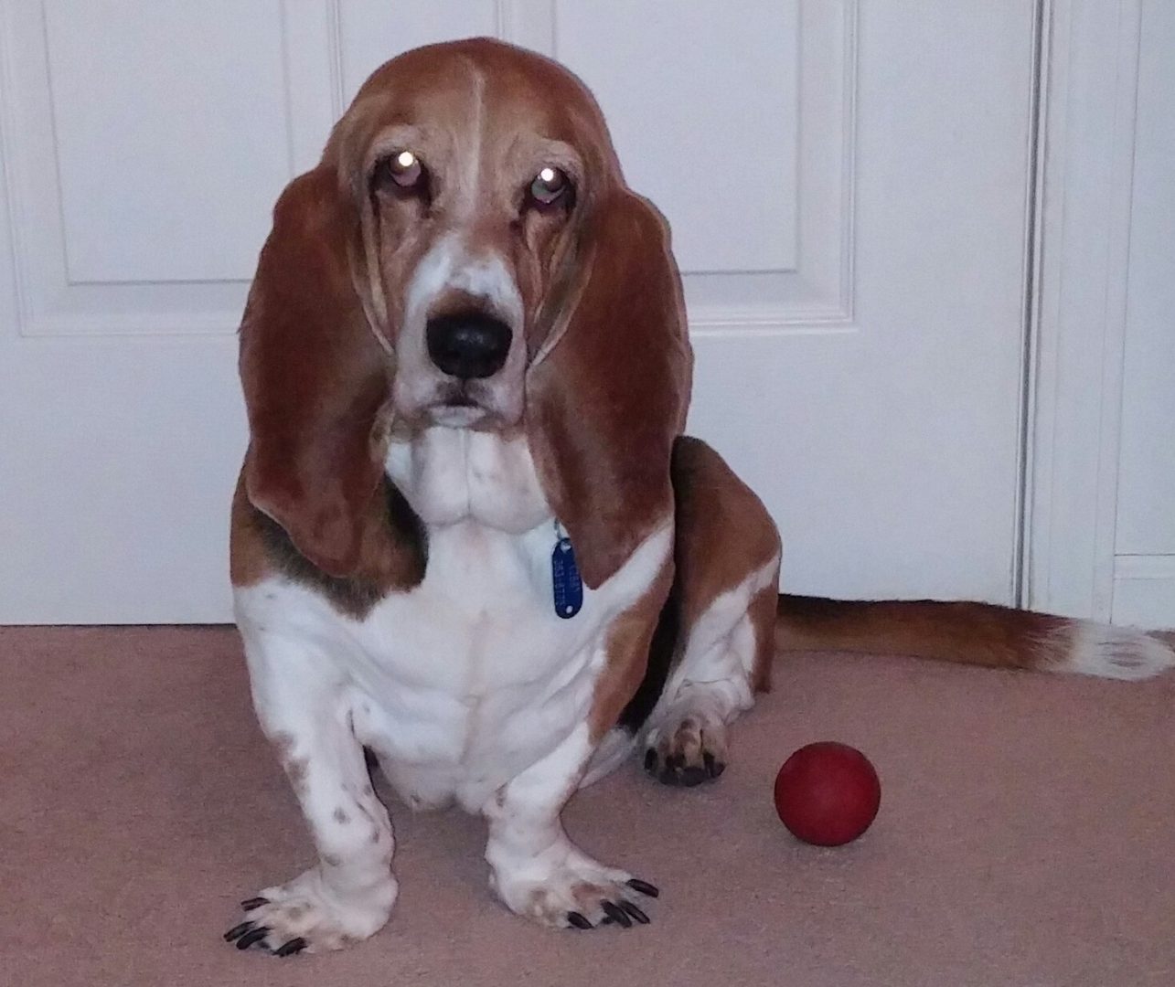 Honoring Our WFH Pet Companions